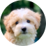 Maltipoo Puppy For Sale - Simply Southern Pups